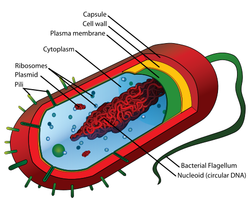 e coli diagram